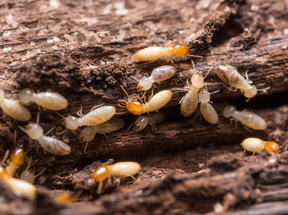 Diagnostic termites Chartres